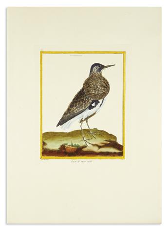 (BIRDS.) Martinet, Francois Nicolas (engraver). Group of 21 engraved plates on large folio paper with original hand-coloring,